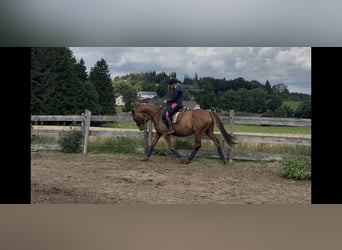 Oldenburger, Stute, 10 Jahre, 163 cm, Fuchs
