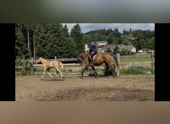 Oldenburger, Stute, 10 Jahre, 163 cm, Fuchs