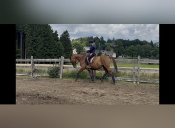 Oldenburger, Stute, 10 Jahre, 163 cm, Fuchs