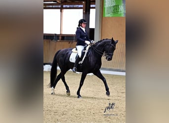 Oldenburger, Stute, 10 Jahre, 164 cm, Rappe