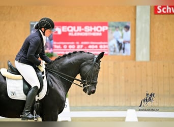 Oldenburger, Stute, 10 Jahre, 164 cm, Rappe