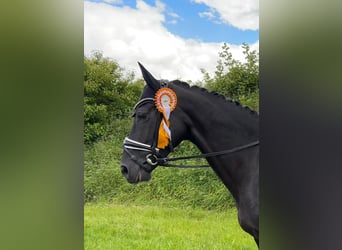 Oldenburger, Stute, 10 Jahre, 164 cm, Rappe