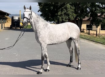 Oldenburger, Stute, 10 Jahre, 164 cm, Schimmel