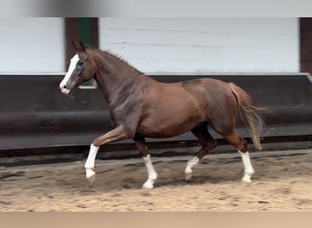 Oldenburger, Stute, 10 Jahre, 165 cm, Dunkelfuchs