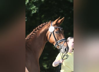 Oldenburger, Stute, 10 Jahre, 165 cm, Fuchs