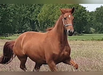 Oldenburger, Stute, 10 Jahre, 165 cm, Fuchs