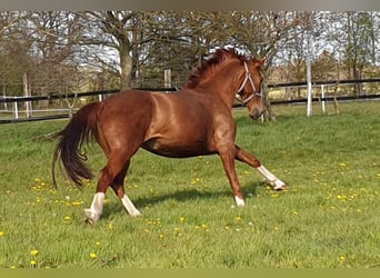 Oldenburger, Stute, 10 Jahre, 165 cm, Fuchs