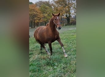 Oldenburger, Stute, 10 Jahre, 165 cm, Fuchs