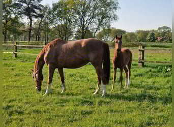 Oldenburger, Stute, 10 Jahre, 165 cm, Fuchs