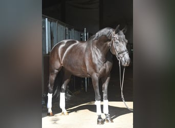 Oldenburger, Stute, 10 Jahre, 165 cm, Rappe