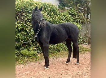 Oldenburger, Stute, 10 Jahre, 165 cm, Rappe