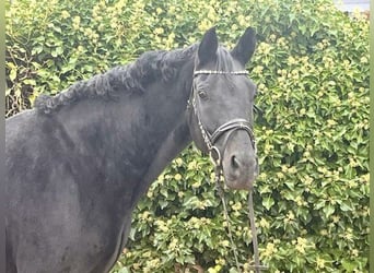 Oldenburger, Stute, 10 Jahre, 165 cm, Rappe