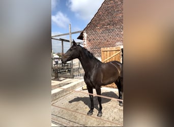 Oldenburger, Stute, 10 Jahre, 166 cm, Dunkelbrauner