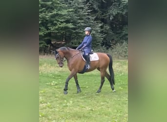 Oldenburger, Stute, 10 Jahre, 168 cm, Dunkelbrauner