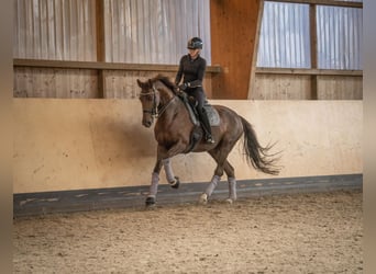 Oldenburger, Stute, 10 Jahre, 168 cm, Dunkelfuchs