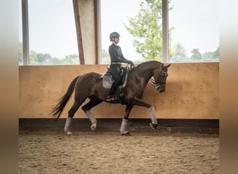 Oldenburger, Stute, 10 Jahre, 168 cm, Dunkelfuchs