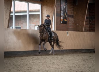 Oldenburger, Stute, 10 Jahre, 168 cm, Dunkelfuchs