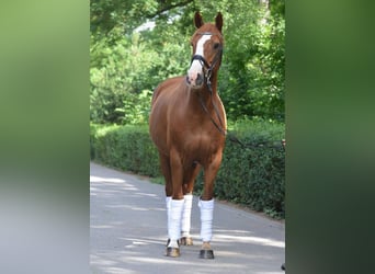 Oldenburger, Stute, 10 Jahre, 168 cm, Dunkelfuchs