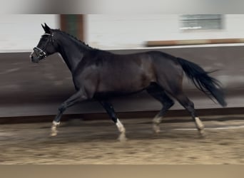 Oldenburger, Stute, 10 Jahre, 168 cm, Rappe