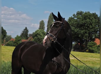 Oldenburger, Stute, 10 Jahre, 168 cm, Rappe