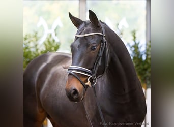 Oldenburger, Stute, 10 Jahre, 170 cm, Brauner