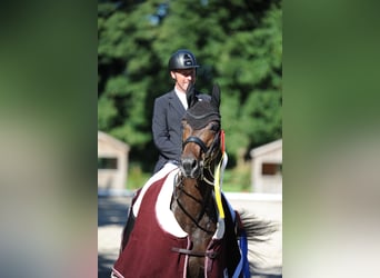 Oldenburger, Stute, 10 Jahre, 170 cm, Dunkelbrauner
