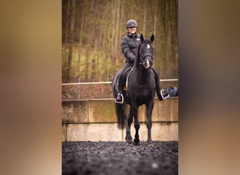 Oldenburger, Stute, 10 Jahre, 170 cm, Rappe
