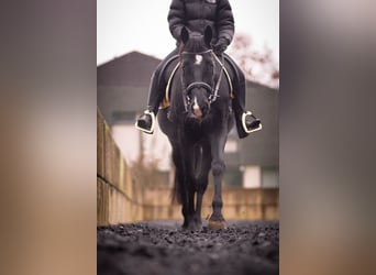 Oldenburger, Stute, 10 Jahre, 170 cm, Rappe