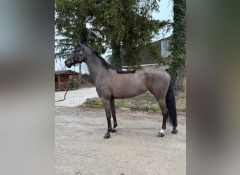 Oldenburger, Stute, 10 Jahre, 170 cm, Schwarzbrauner