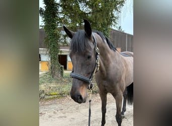 Oldenburger, Stute, 10 Jahre, 170 cm, Schwarzbrauner