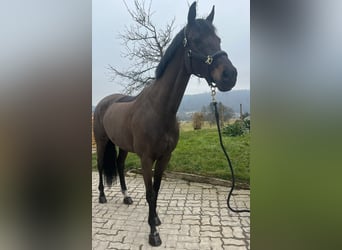 Oldenburger, Stute, 10 Jahre, 170 cm, Schwarzbrauner