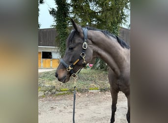 Oldenburger, Stute, 10 Jahre, 170 cm, Schwarzbrauner