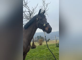 Oldenburger, Stute, 10 Jahre, 170 cm, Schwarzbrauner