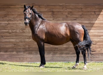 Oldenburger, Stute, 10 Jahre, 171 cm