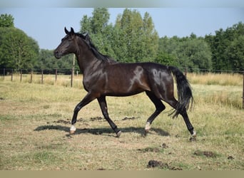 Oldenburger, Stute, 10 Jahre, 172 cm, Dunkelbrauner