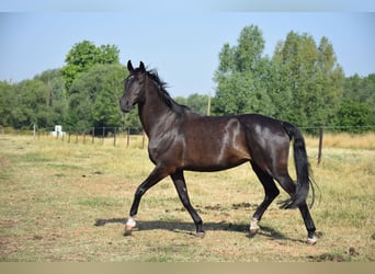 Oldenburger, Stute, 10 Jahre, 172 cm, Dunkelbrauner