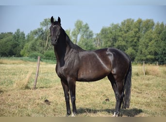 Oldenburger, Stute, 10 Jahre, 172 cm, Dunkelbrauner