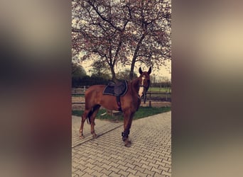 Oldenburger, Stute, 10 Jahre, 172 cm, Fuchs