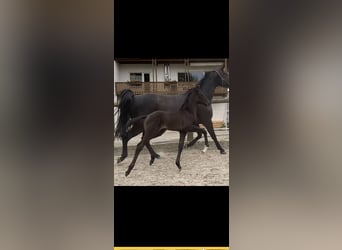 Oldenburger, Stute, 10 Jahre, 172 cm, Rappe