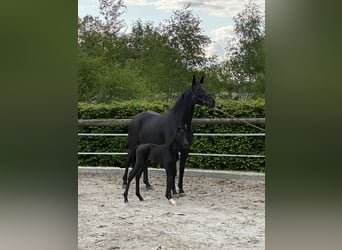 Oldenburger, Stute, 10 Jahre, 172 cm, Rappe