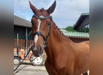 Oldenburger, Stute, 10 Jahre, 175 cm, Fuchs