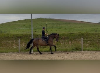 Oldenburger, Stute, 10 Jahre, 178 cm