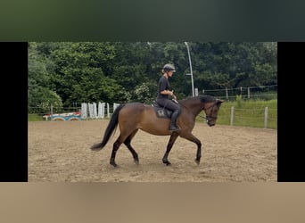 Oldenburger, Stute, 10 Jahre, 178 cm