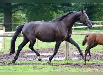 Oldenburger, Stute, 10 Jahre, 181 cm, Rappe