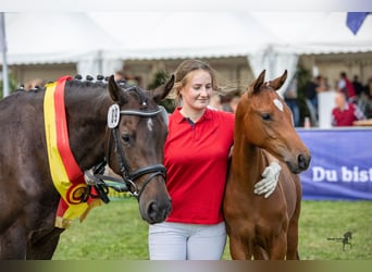 Oldenburger, Stute, 11 Jahre, 152 cm, Schwarzbrauner