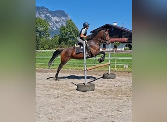 Oldenburger, Stute, 11 Jahre, 158 cm, Buckskin
