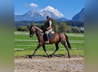 Oldenburger, Stute, 11 Jahre, 158 cm, Buckskin