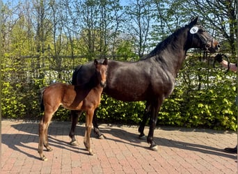 Oldenburger, Stute, 11 Jahre, 159 cm, Dunkelbrauner