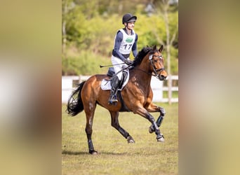Oldenburger, Stute, 11 Jahre, 161 cm, Brauner