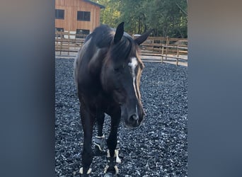 Oldenburger, Stute, 11 Jahre, 162 cm, Rappe